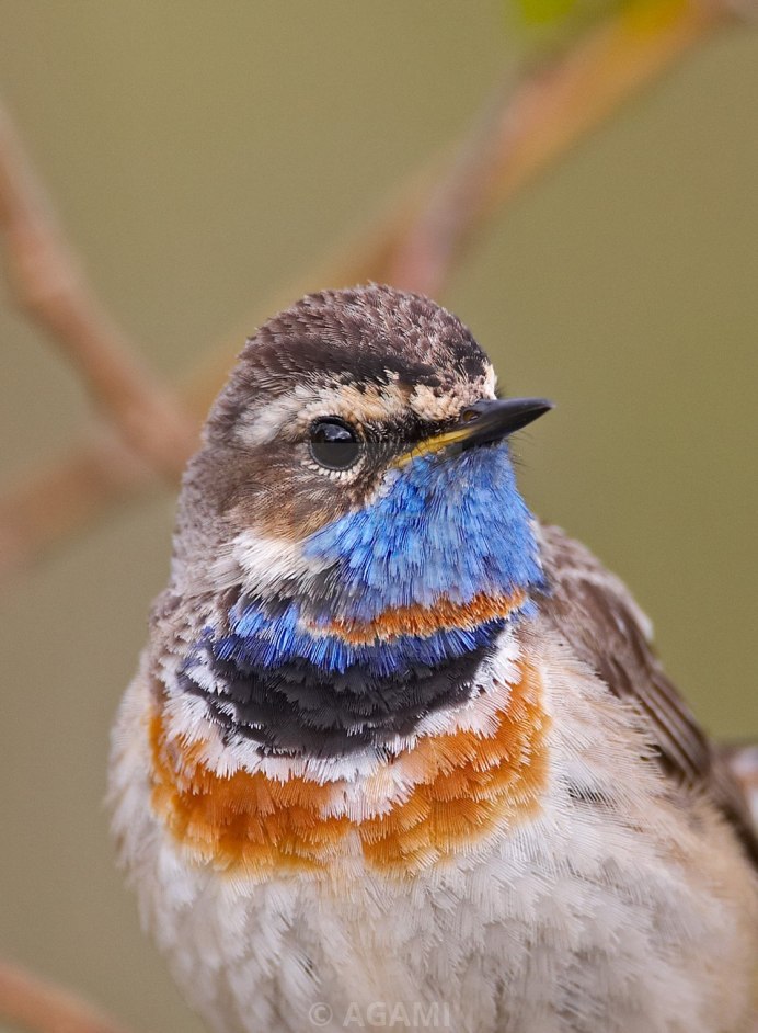 Птица с синей грудкой