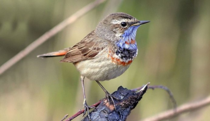 Соловей варакушка