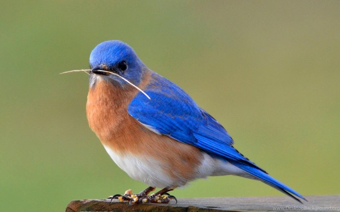 Птичка с синей головой
