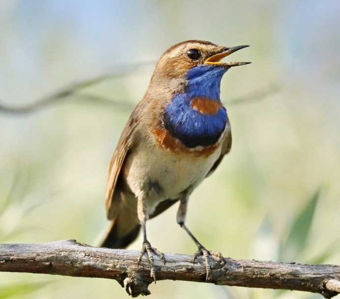 Варакушка (Luscinia svecica)