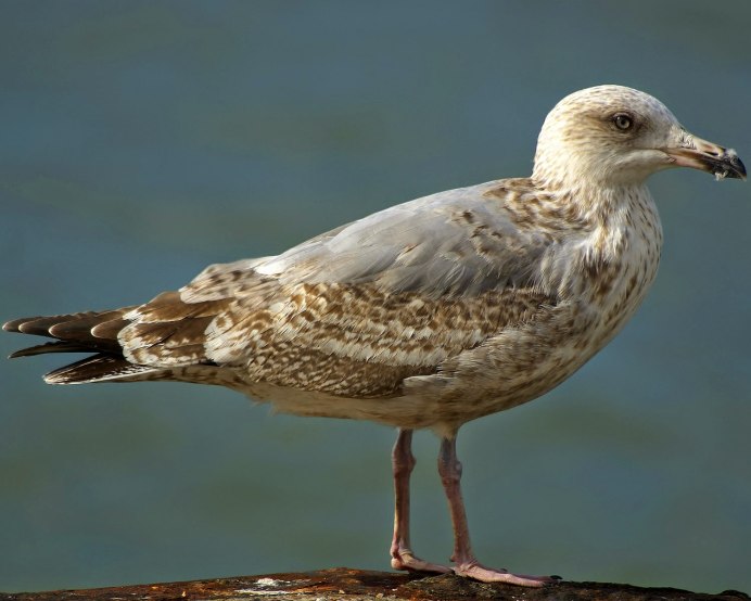 Larus argentatus
