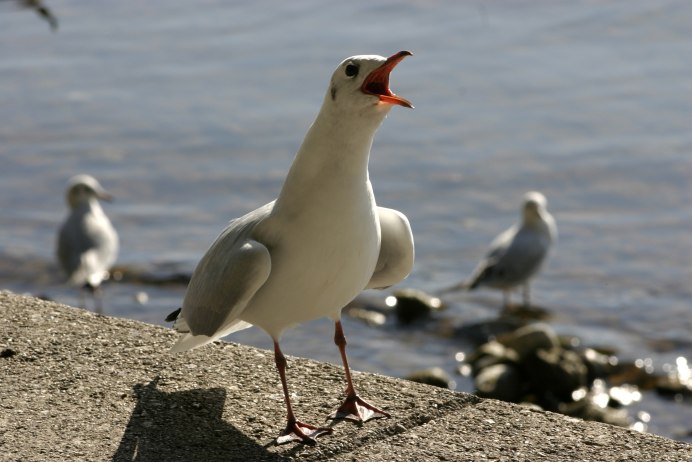 Серебристая Чайка Larus argentatus