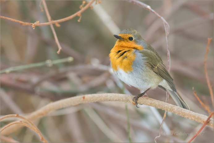 Отряд воробьиных желтогрудка