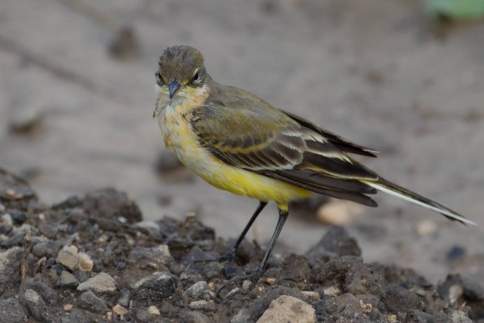 Европейская желтая трясогузка