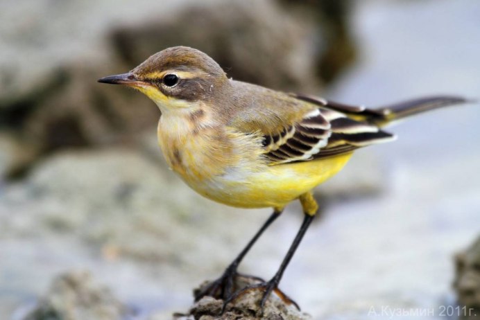Red-billed Leiothrix