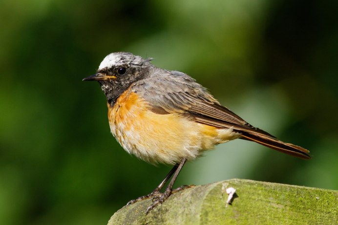 Птица Yellow Rumped Warbler