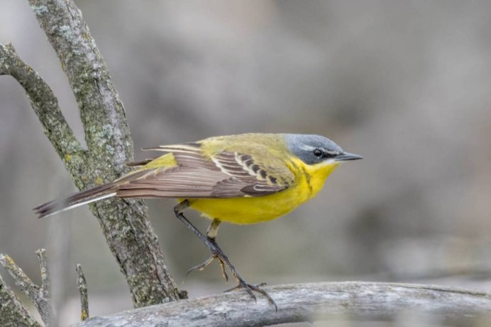 Птицы зеленушка горихвостка