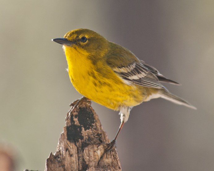 Yellow Warbler птица