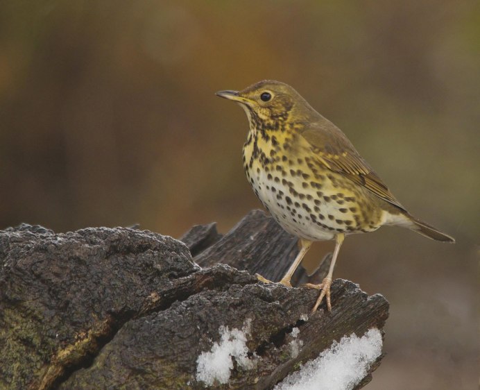 Отряд воробьиных желтогрудка