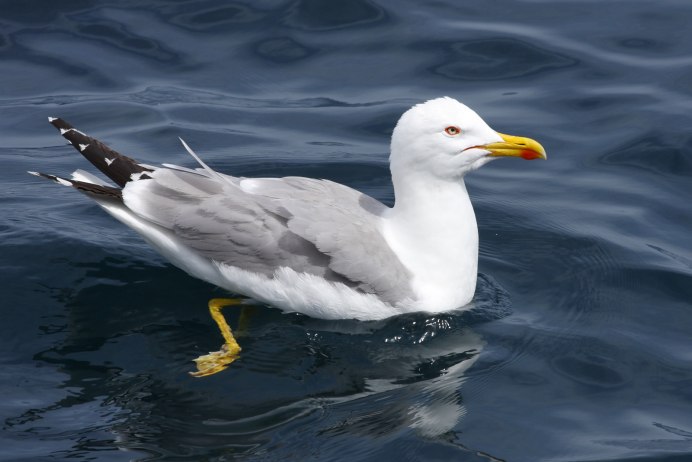 Большая морская Чайка