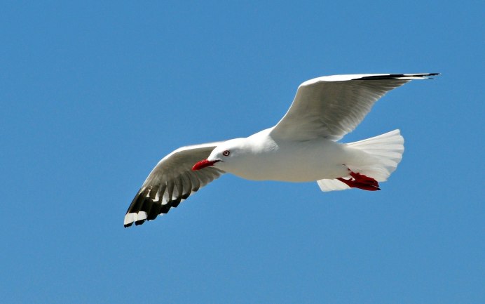 Larus ridibundus