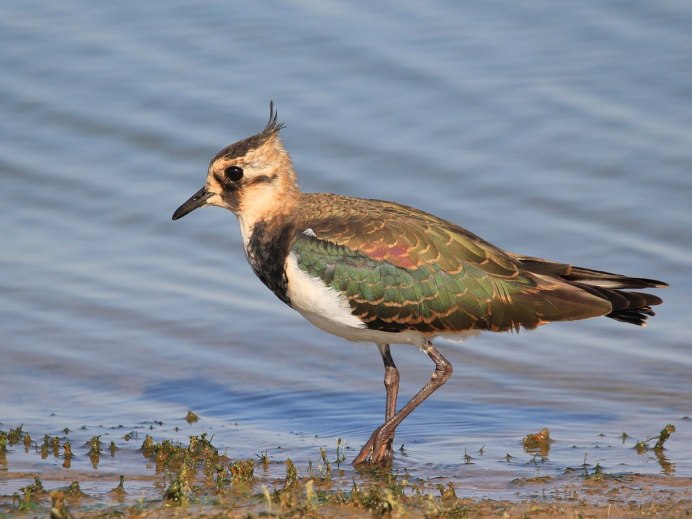 Кулик-Воробей - Calidris minuta