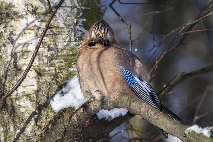 Сойка garrulus glandarius