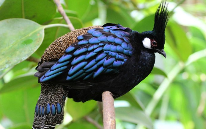 Самые красивые экзотические птицы