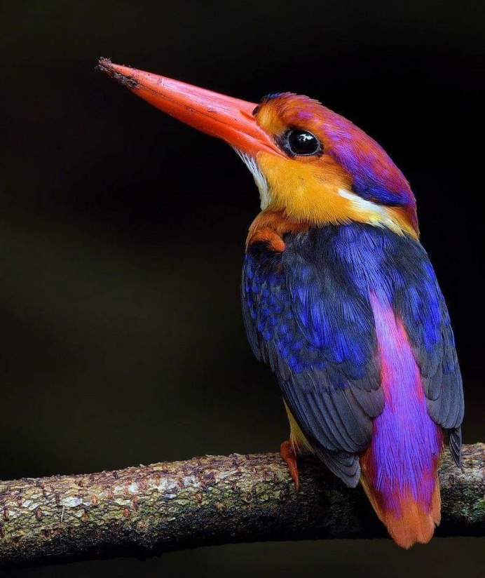 Желтогорлый Тукан