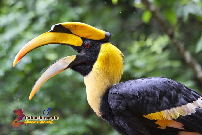 Кингфишер птица