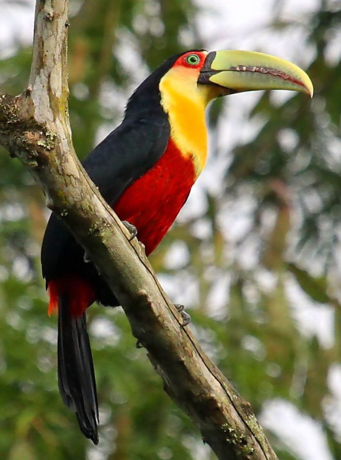 Лорикет попугай