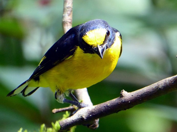 Жёлтая трясогузка (Motacilla Flava). Птицы Сибири