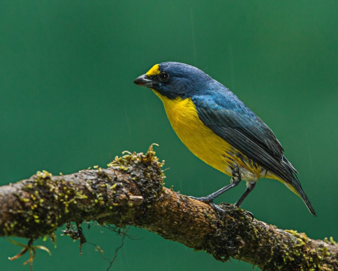 Yellow Warbler птица