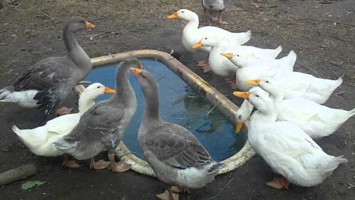 Гусь и утка