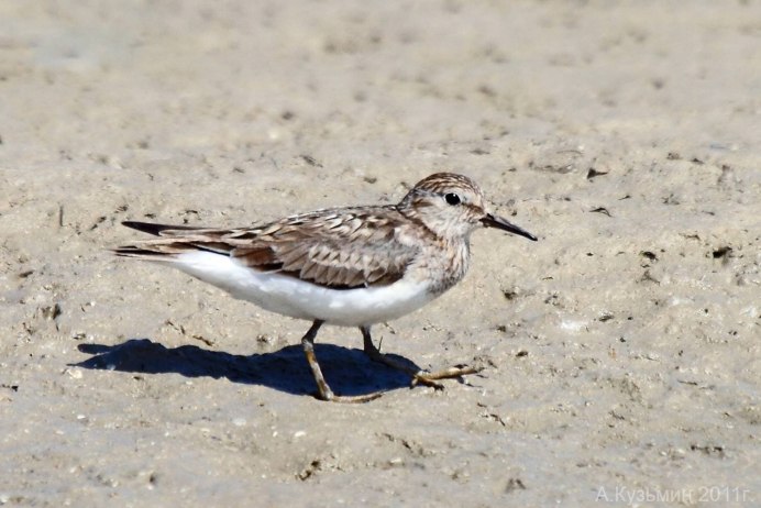 Серо желтая птица с длинным клювом
