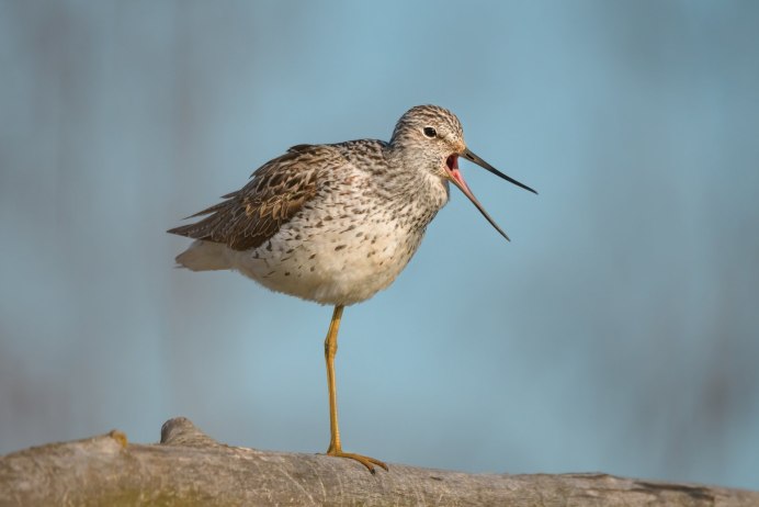 Маленькая птичка похожая на воробья