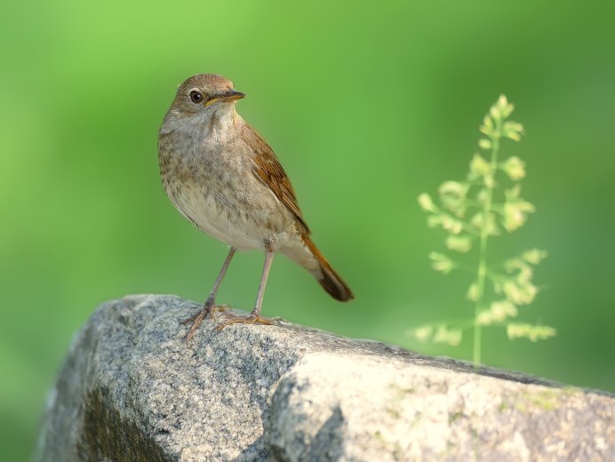 Серая мухоловка (Muscicapa striata)