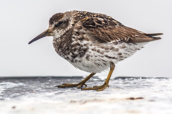 Кузнечиковая саванная овсянка