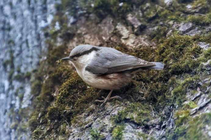 Маленькая птичка с длинным клювом