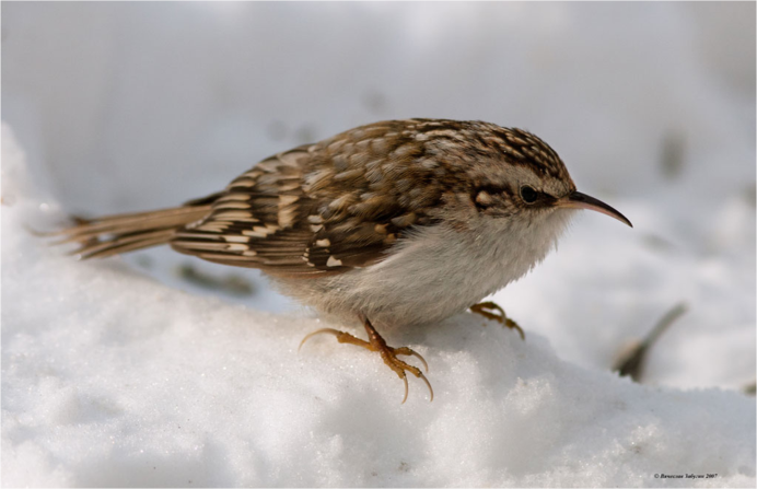 Маленькие птицы с длинным клювом