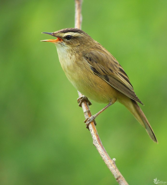Небольшая пестрая птица