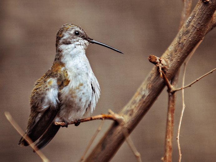 Птичка с длинным носиком