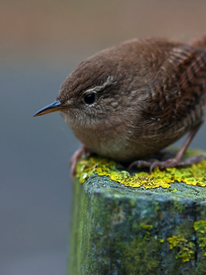 Воробей горихвостки птенец