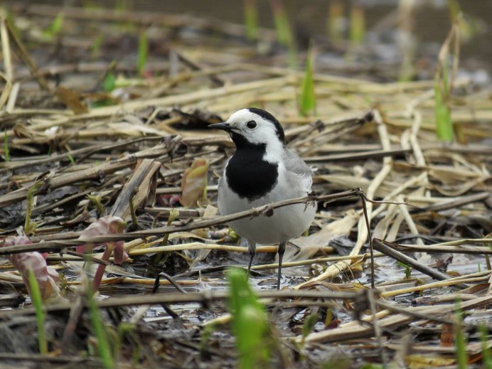 Белая трясогузка Motacilla Alba
