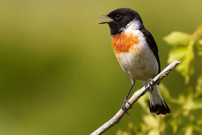 Saxicola rubicola
