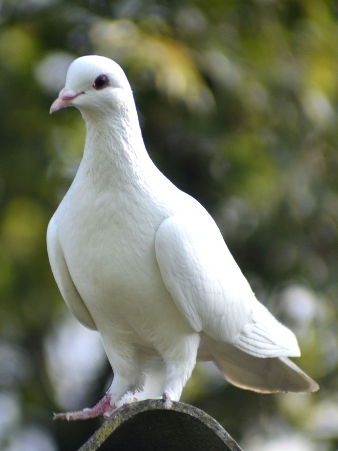 Голубь Горлица