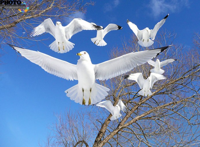 Красивая белая птица