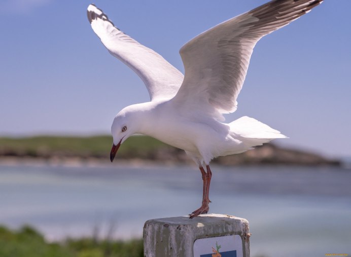 Полярная Сова Таймыр