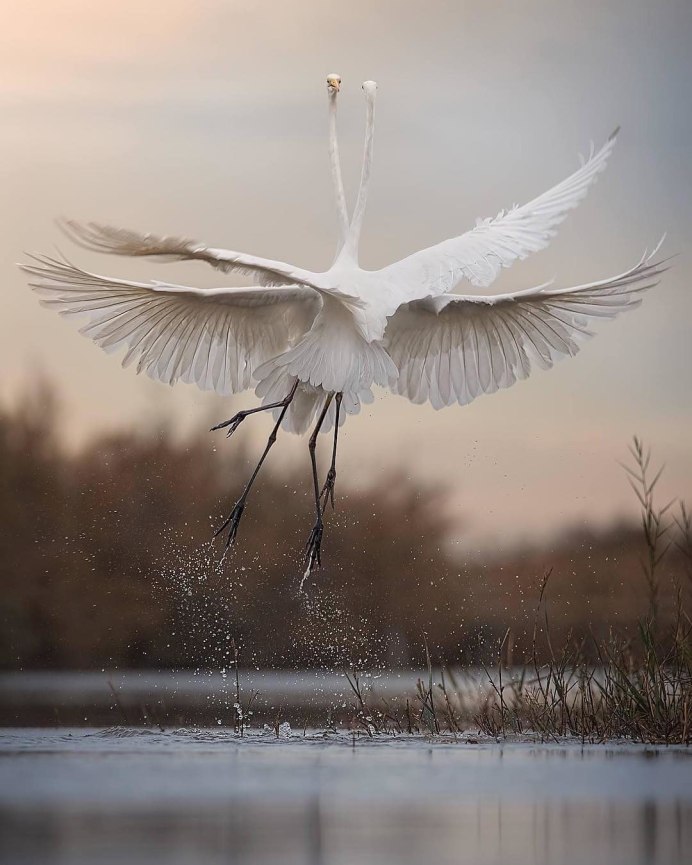 Белая птица картинки