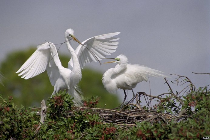 Голубь летит