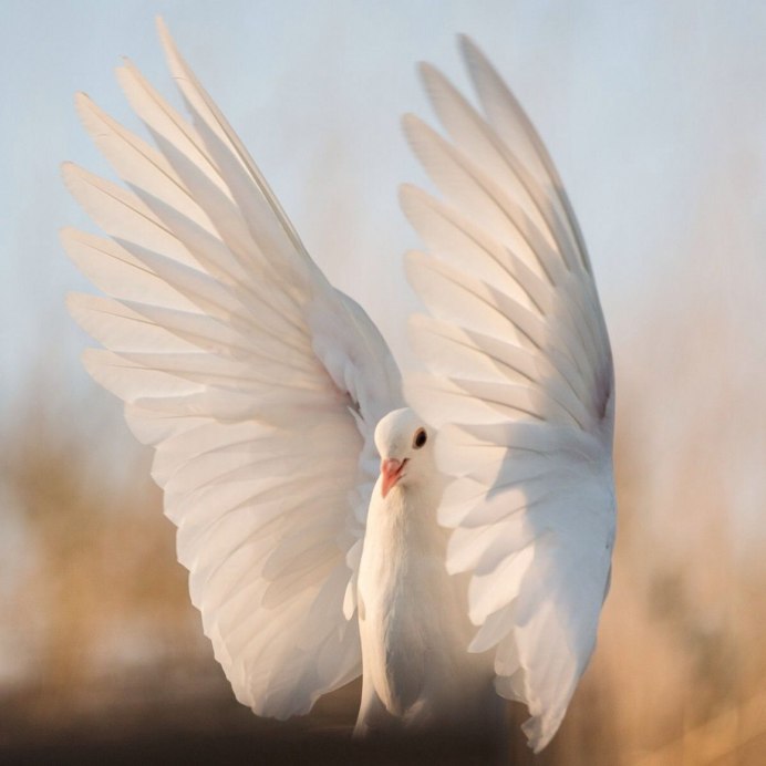 Большие белые птицы