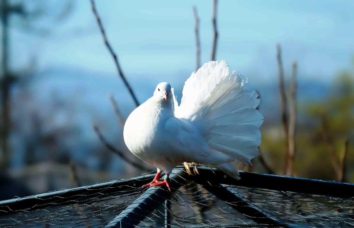 Белоснежные птицы