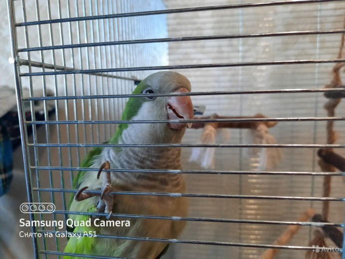 Green Quaker Parrot