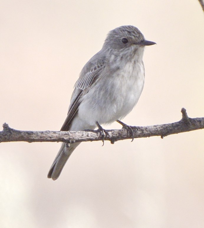 Серая мухоловка (Muscicapa striata)