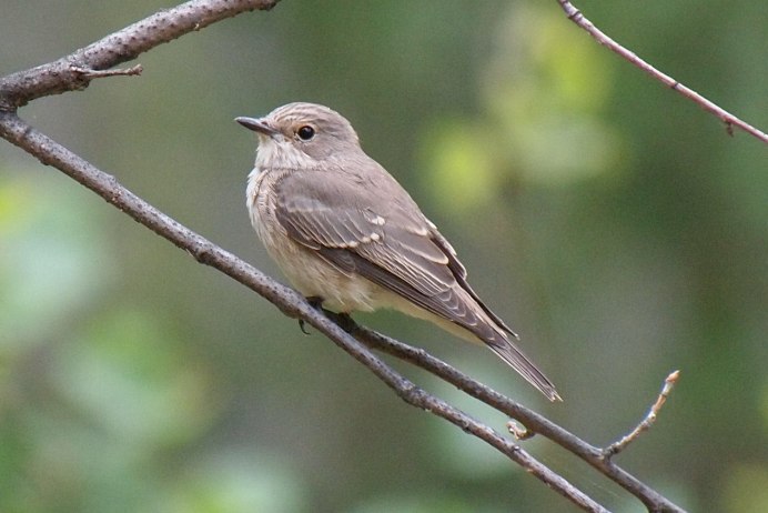 Серая мухоловка (Muscicapa striata) птенец
