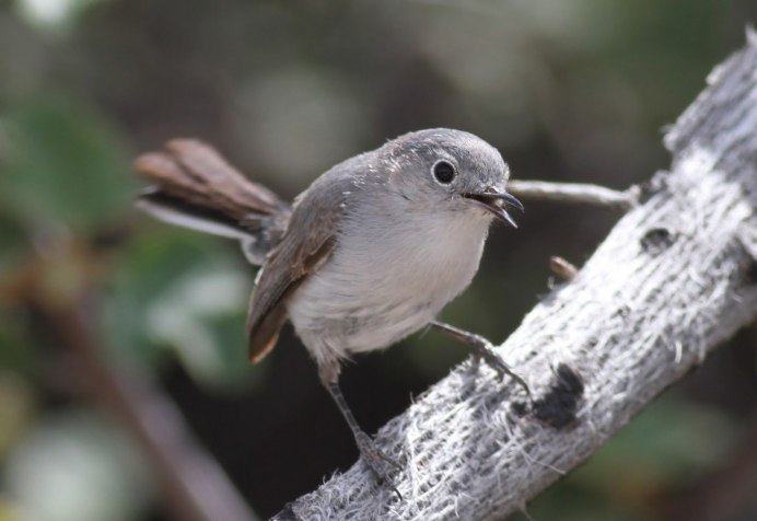 Длиннохвостая овсянка