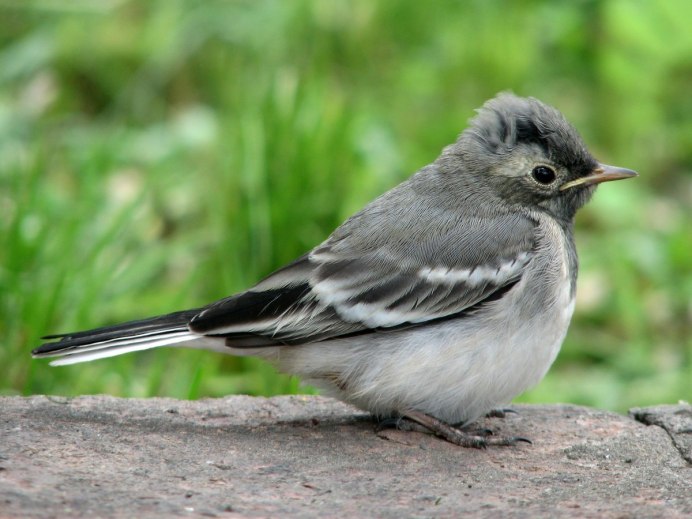Сарай для птицы
