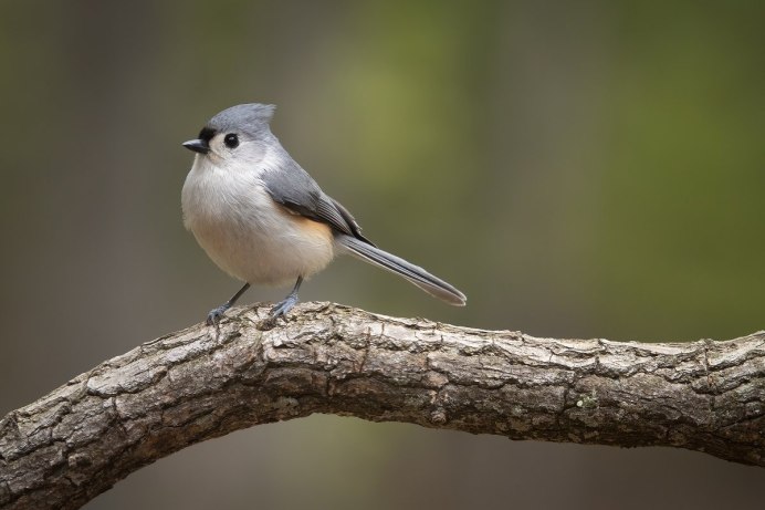 Воробей горихвостки птенец