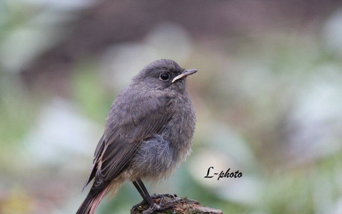Tufted Titmouse