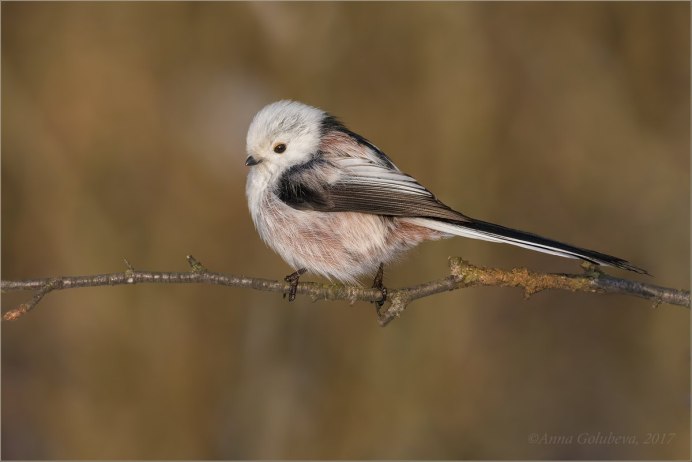 Слеток трясогузки